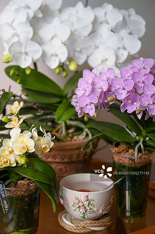 温暖花卉下午茶图片素材