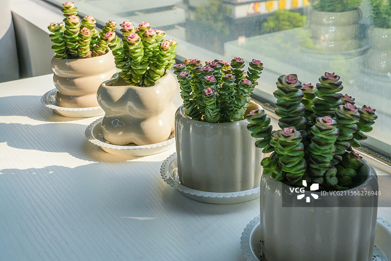 窗台上的钱串子花多肉盆栽图片素材