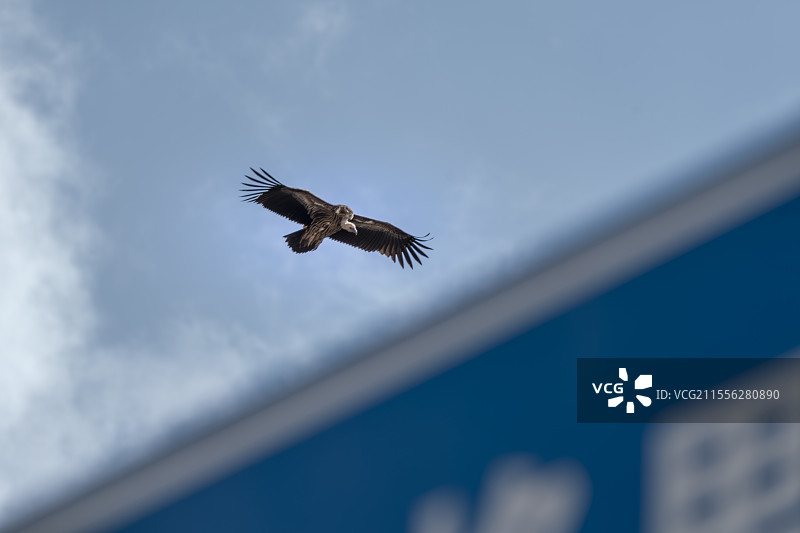 香格里拉纳帕海的高山兀鹫图片素材