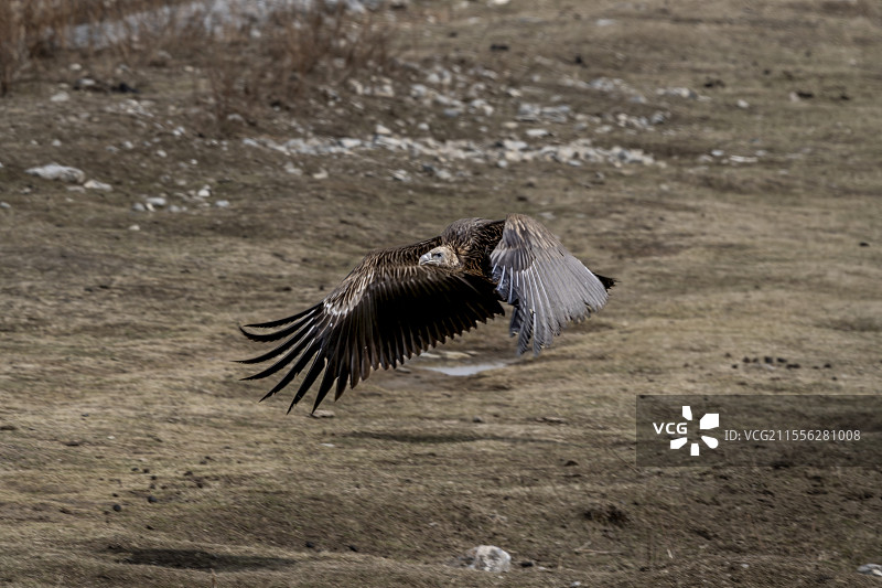 香格里拉纳帕海的高山兀鹫图片素材