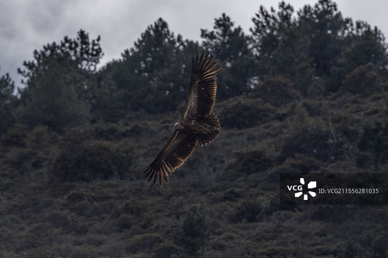 香格里拉纳帕海的高山兀鹫图片素材