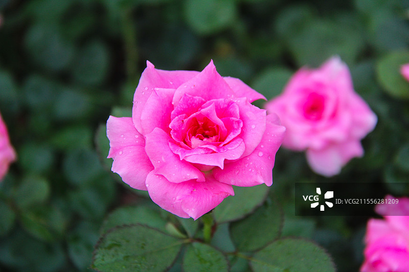 春天里盛开的月季玫瑰花图片素材