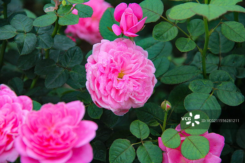 春天里盛开的月季玫瑰花图片素材