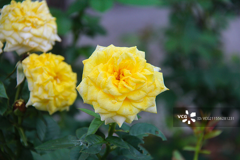 春天里盛开的月季玫瑰花图片素材