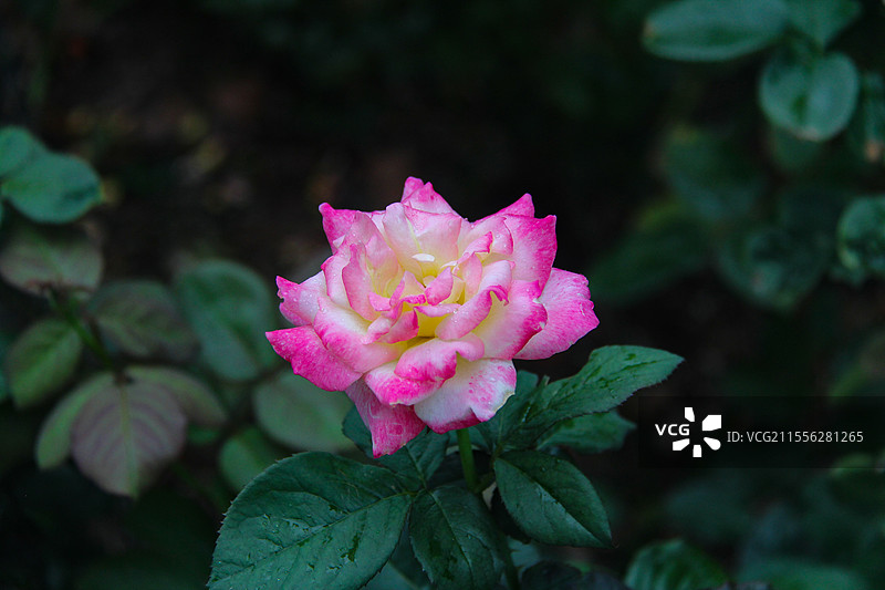 春天里盛开的月季玫瑰花图片素材