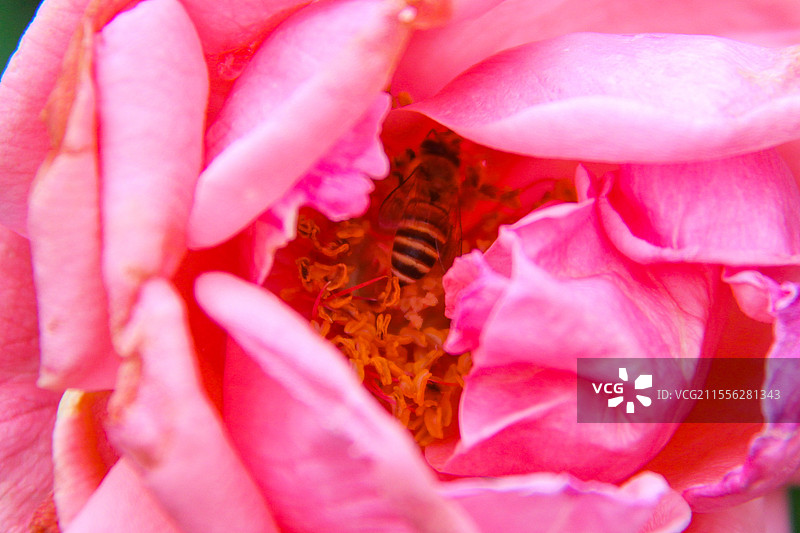 特写蜜蜂采蜜图片素材