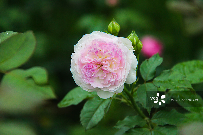 春天里盛开的月季玫瑰花图片素材