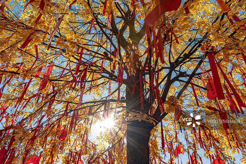 浙江台州临海紫阳古街龙兴寺祈福树图片素材