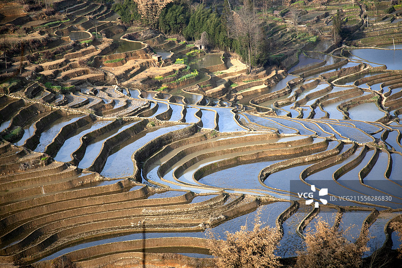 元阳爱春蓝梯田图片素材