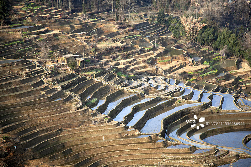 元阳爱春蓝梯田图片素材