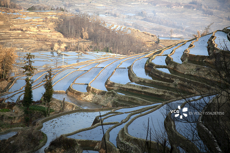 元阳爱春蓝梯田图片素材