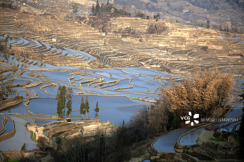 元阳爱春蓝梯田图片素材