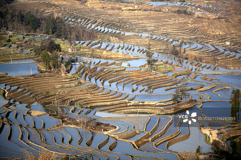 元阳爱春蓝梯田图片素材