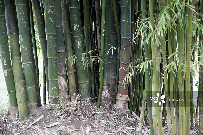 竹林图片素材