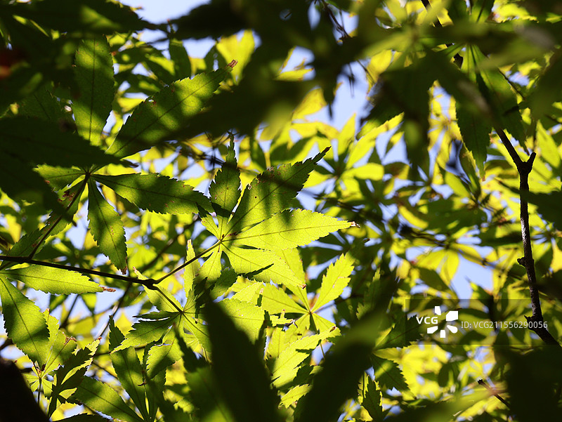 绿色的枫叶图片素材