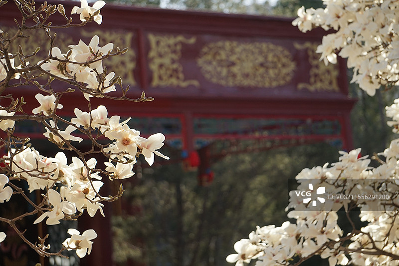 大观园戏楼旁的玉兰花盛开图片素材