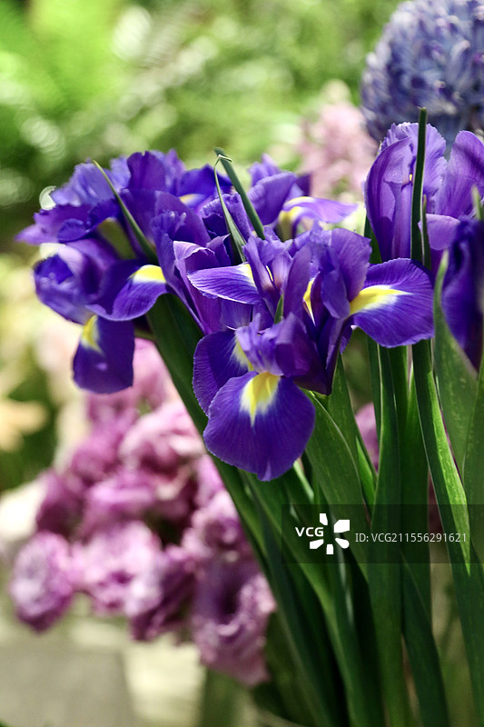 荷兰鸢尾花图片素材