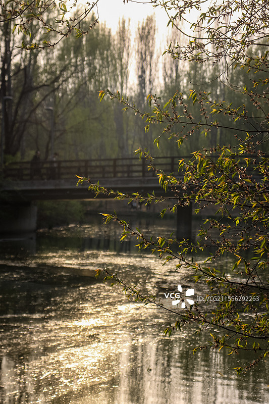 水面上的闪闪金光图片素材