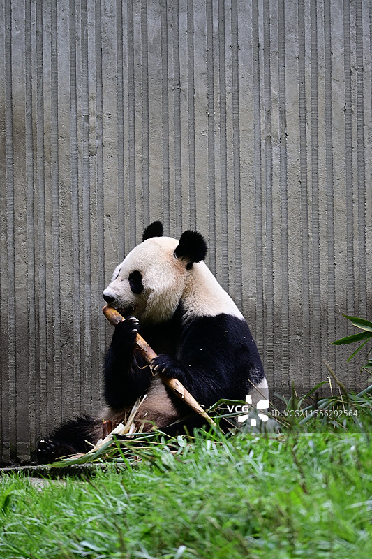 熊猫吃竹子图片素材