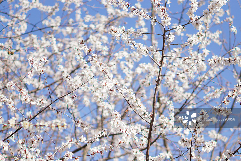 天津师范大学桃花图片素材