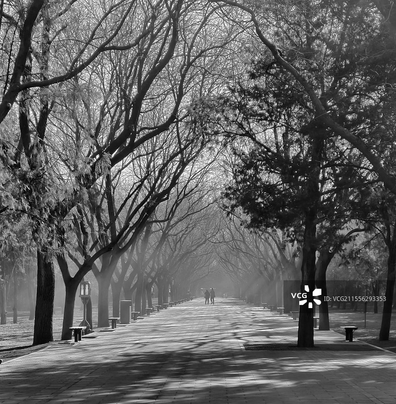 花粉爆图片素材