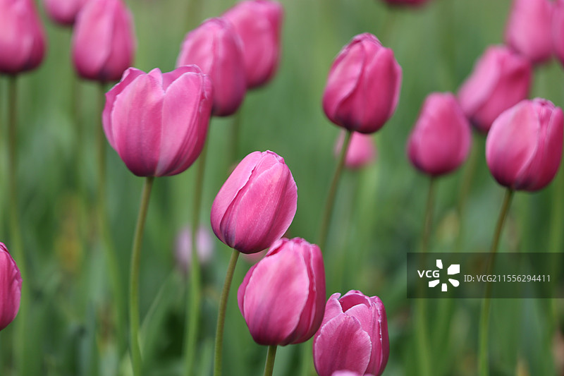 春天粉红色紫色清新浪漫郁金香花朵花丛花瓣花簇特写图片素材