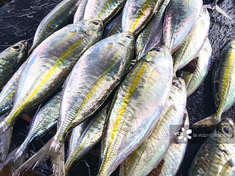 智利-麦哲伦南极大区经典智利餐食图片素材