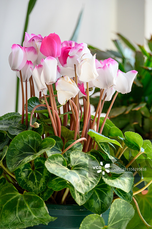 娇艳欲滴的粉白色仙客来盛开图片素材