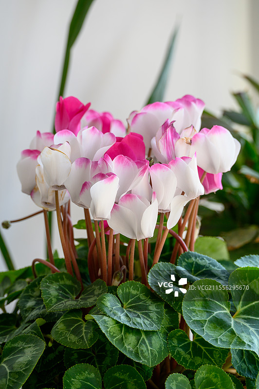 娇艳欲滴的粉白色仙客来盛开图片素材