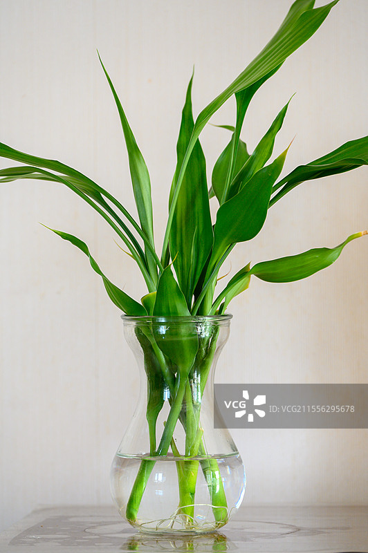 透明玻璃瓶里的绿植水培富贵竹家庭装饰图片素材