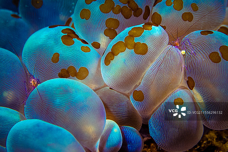 安徽省池州市-湖底的潜水图片素材