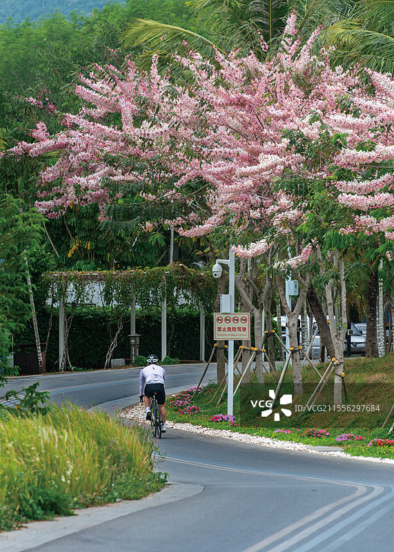 大茅远洋生态村樱花大道图片素材