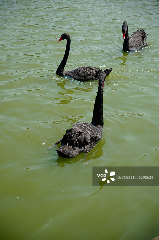 厦门大学芙蓉湖的黑天鹅图片素材