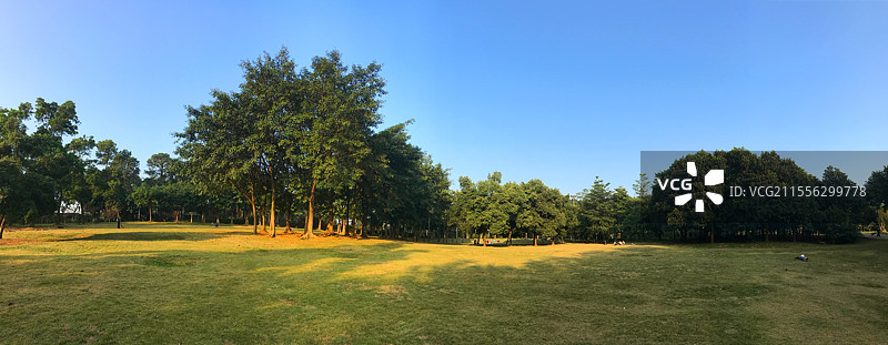 佛山植物园的大草坪和树木图片素材