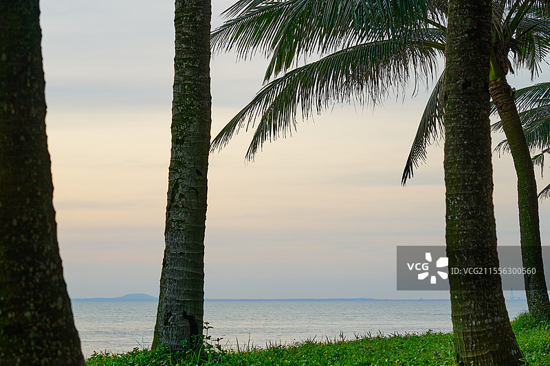 海滩上的树木在天空的衬托下剪影图片素材