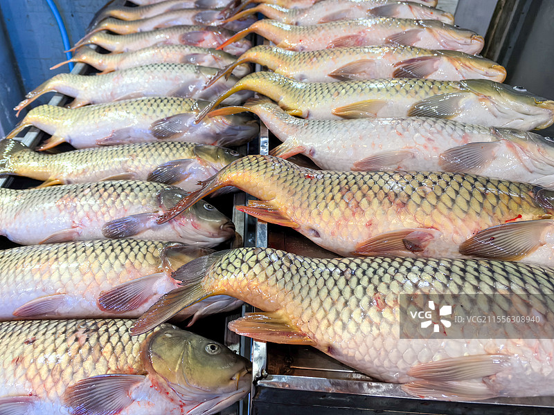 重庆万州烤鱼用的大草鱼特写图片素材