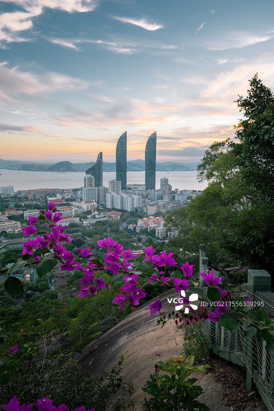 厦门五老峰三角梅图片素材