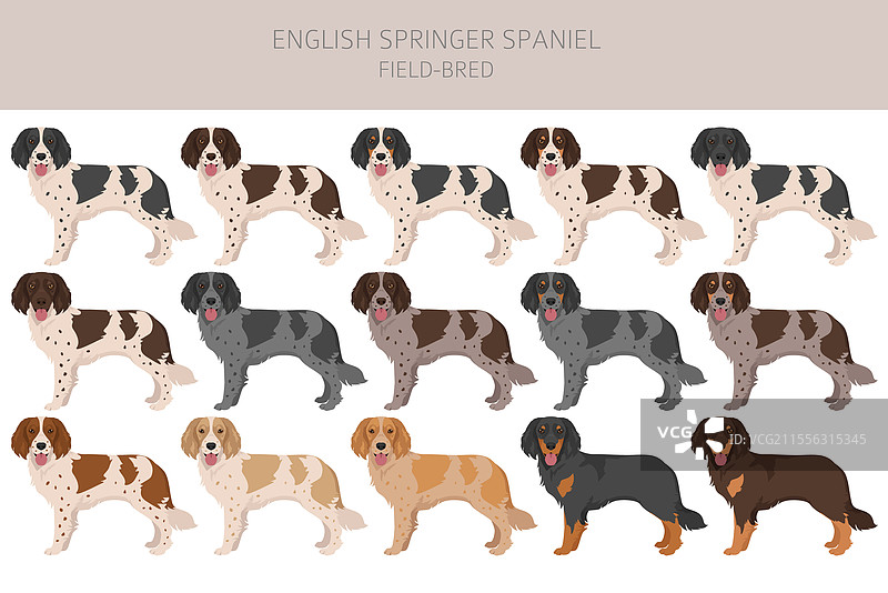 田野繁育的英式春犬剪贴画图片素材