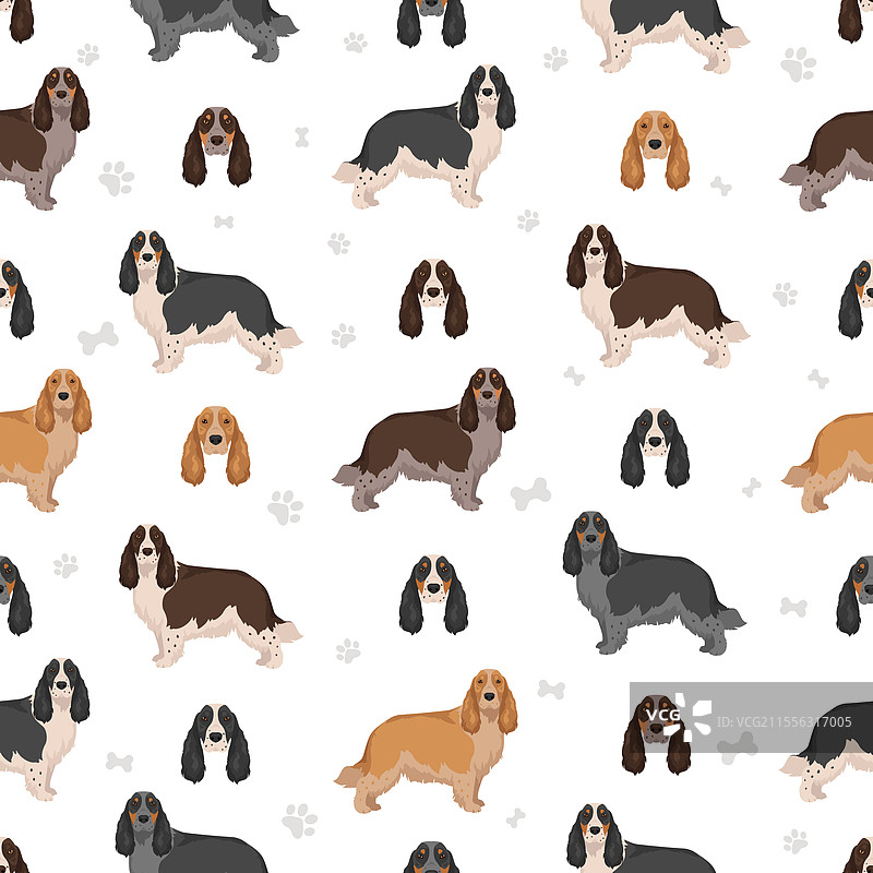 英式春犬展览级无缝图像图片素材