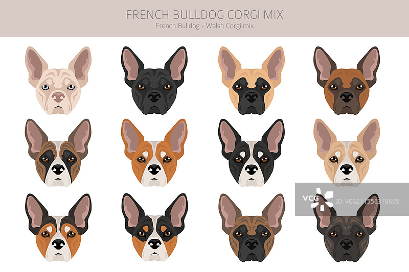 法国斗牛犬和柯基犬的剪贴画 法国斗牛犬图片素材