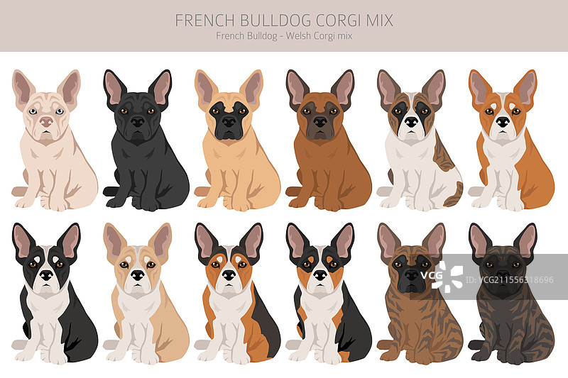 法国斗牛犬和柯基犬的剪贴画 法国斗牛犬图片素材