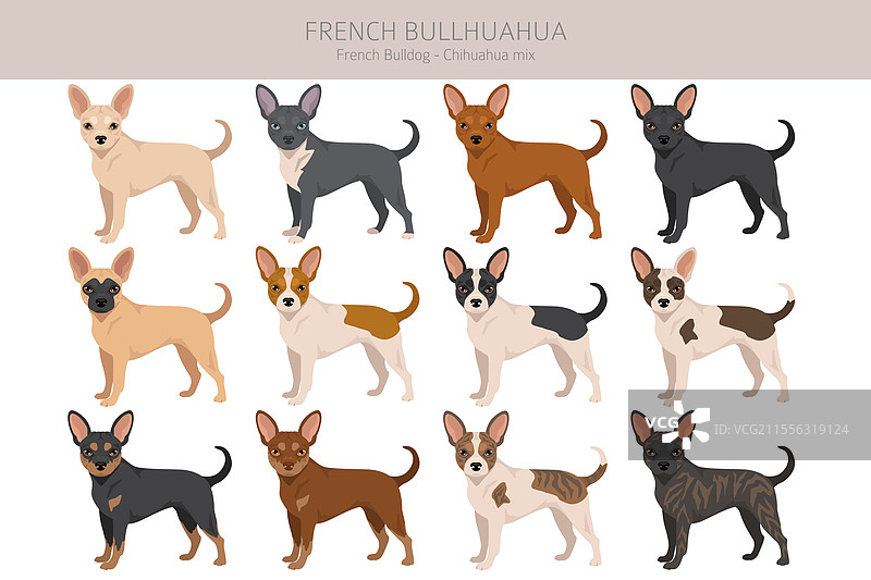 法国斗牛犬和柯基犬的无缝图案图片素材