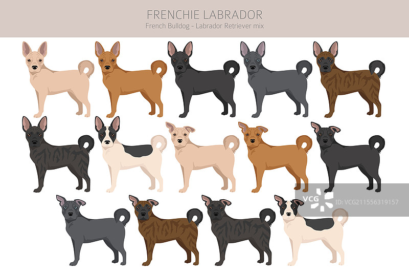 法国斗牛犬拉布拉多犬剪贴画图片素材
