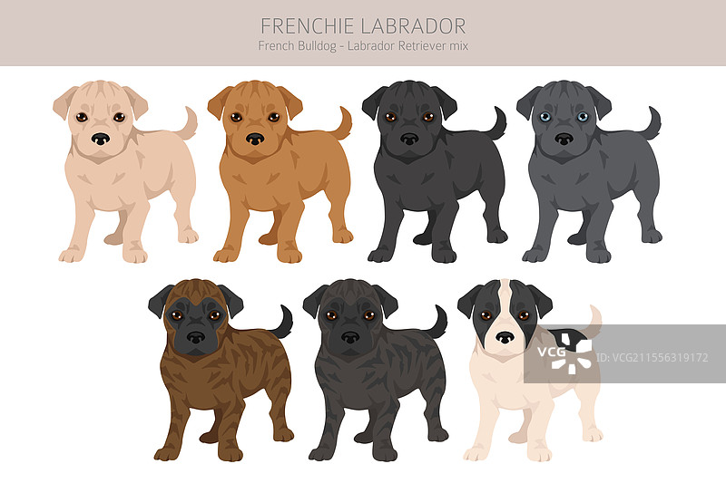 法国斗牛犬与拉布拉多犬剪贴画图片素材