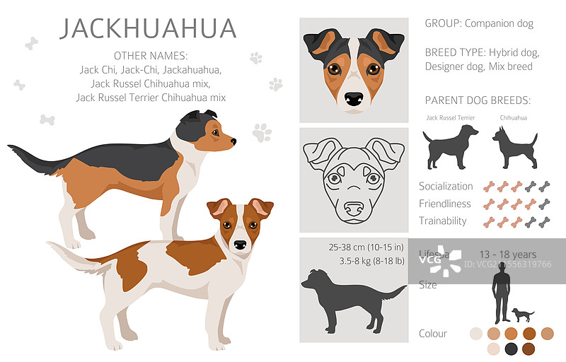 杰克华犬剪贴画 杰克罗素梗图片素材