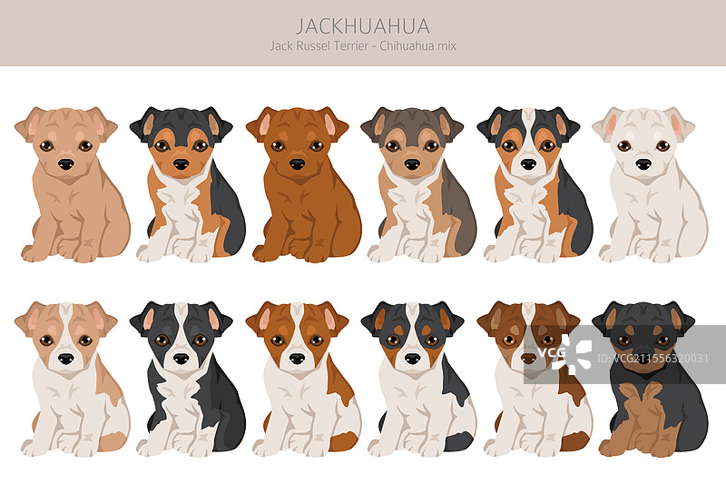 杰克华犬剪贴画 杰克罗素梗图片素材