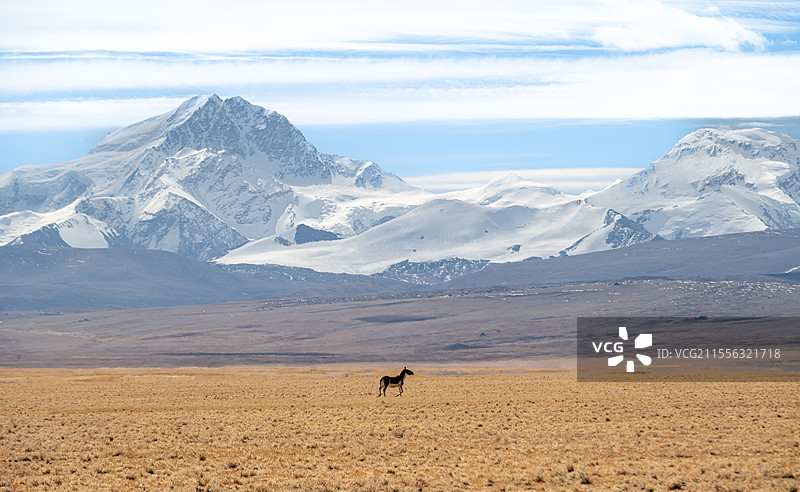 西藏希夏邦马山脚下的藏野驴图片素材