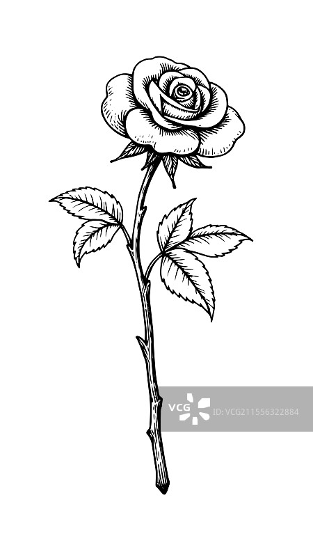 复古线稿玫瑰花图片素材