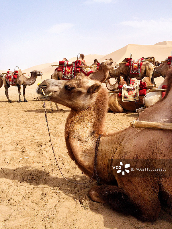 鸣沙山的骆驼图片素材