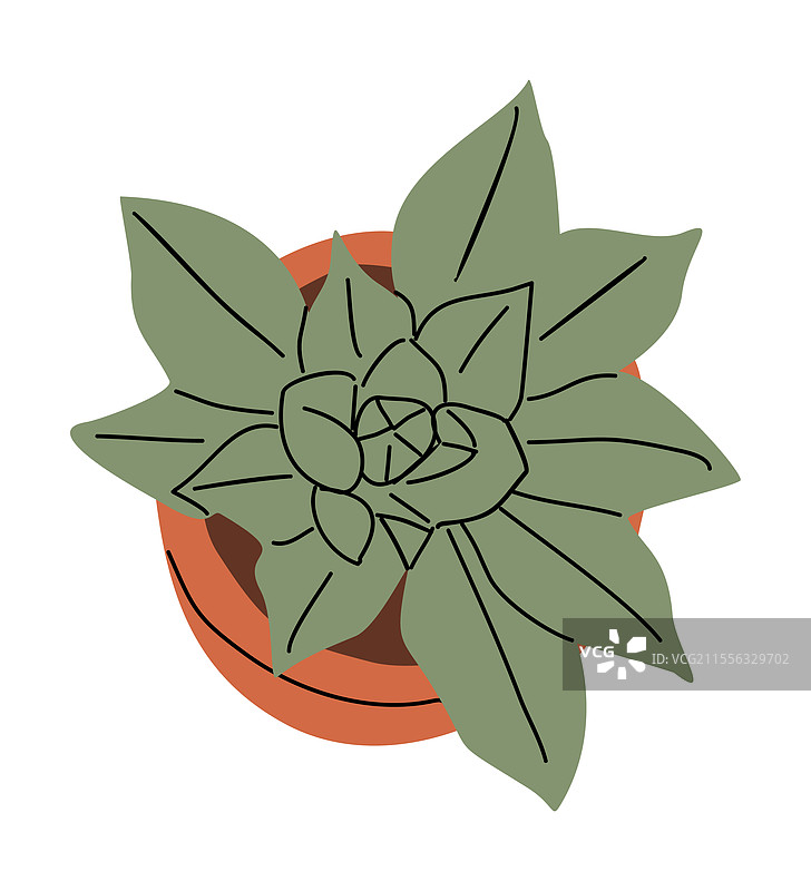 从上方看多肉植物石莲花，叶子繁茂图片素材